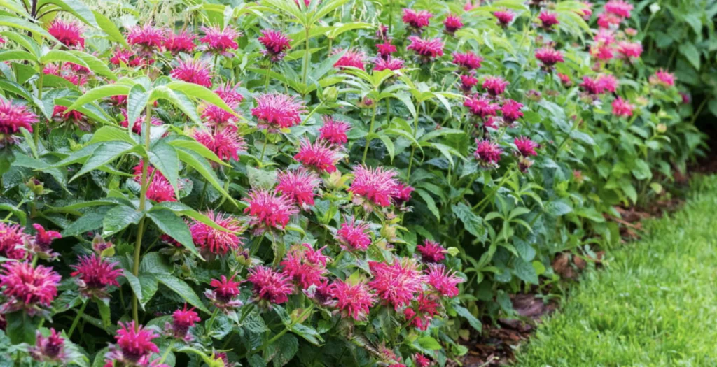 Bee Balm Bush- in pink flowers